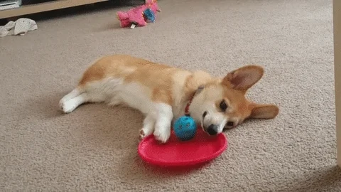 Dog Corgi GIF