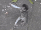 100.gif