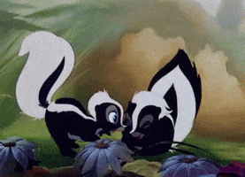 Skunk GIFs - Find & Share on GIPHY