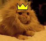 cat king GIF