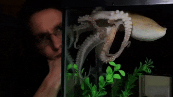 octopus cephalopod GIF by Science Friday