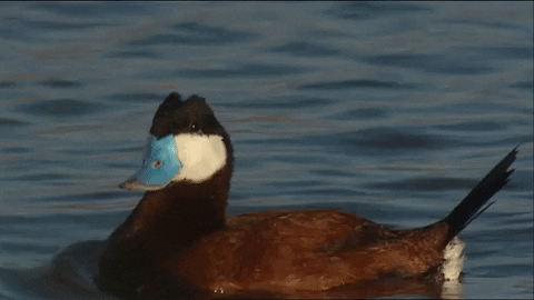 ruddy duck meaning, definitions, synonyms