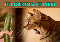 Cat-Vs-Cucumber Gifs - Get The Best Gif On Giphy