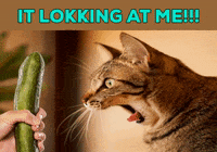 Cat-vs-cucumber GIFs - Get the best GIF on GIPHY Cat-Vs-Cucumber Gifs - Get The Best Gif On Giphy