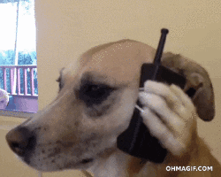 Dog Phone GIF - Find & Share on GIPHY