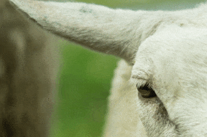Goat Love GIF by Mercy For Animals