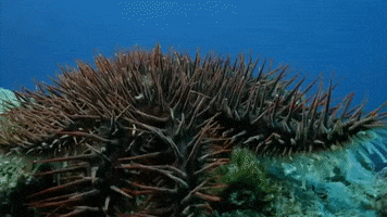 Marine Life Starfish GIF by Oceana