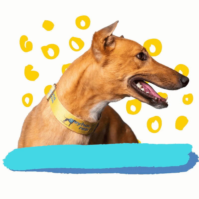 Awesome Dog GIF by Greyhound Rescue Find & Share on GIPHY