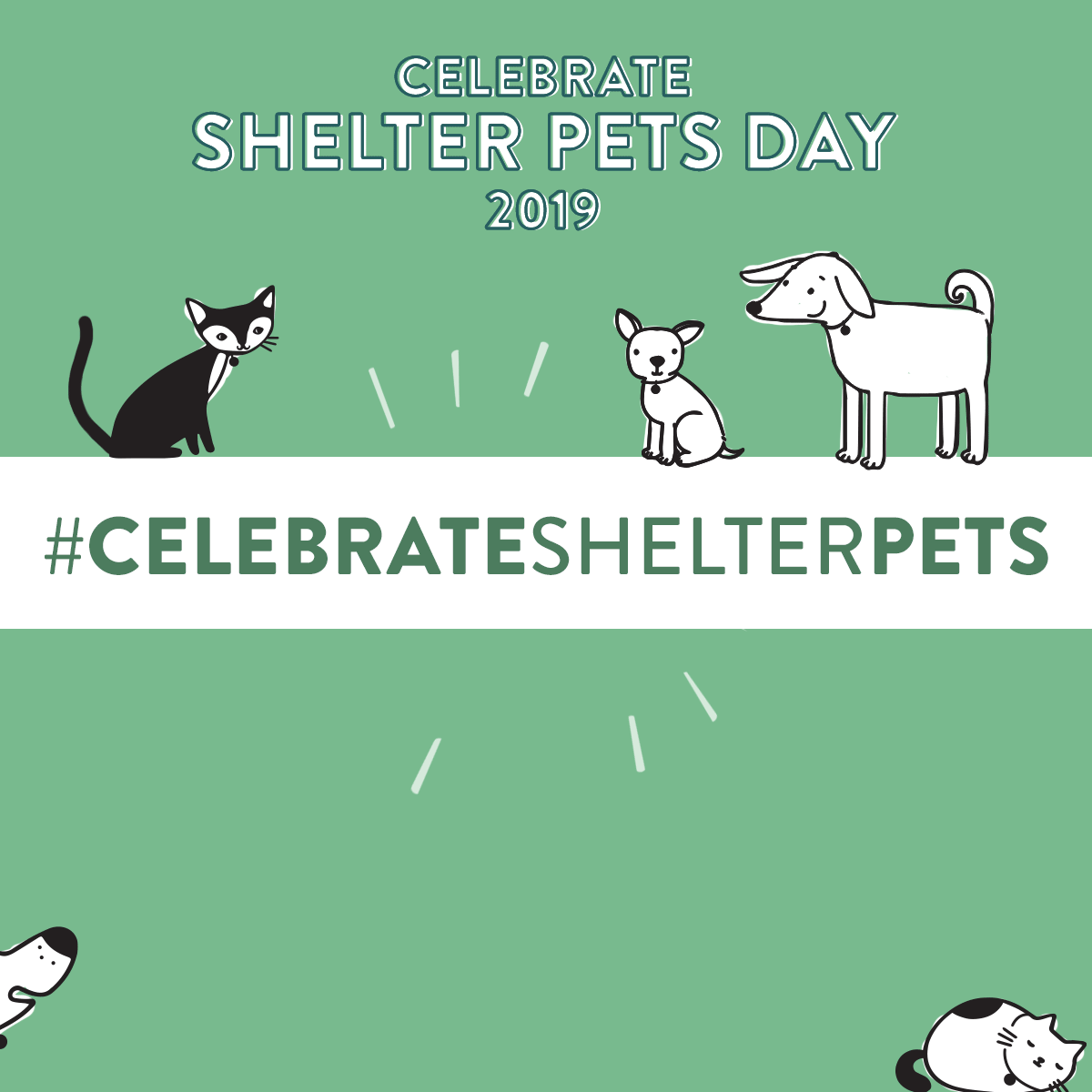 Cat Dog GIF by Shelter Pet Project Find & Share on GIPHY