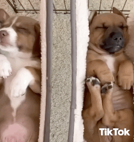 Tired Sleeping Dogs GIF by TikTok