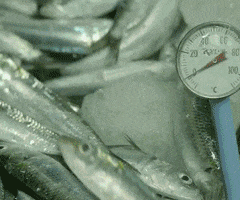 MegaSardines mega sardines sardinas megasardines GIF