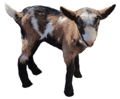 Goat Alm Sticker by Tirol-Schiffahrt