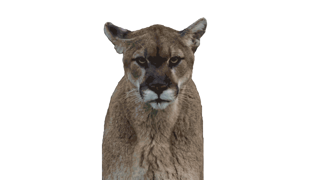 Licking Mountain Lion Sticker by PUMA for iOS & Android GIPHY