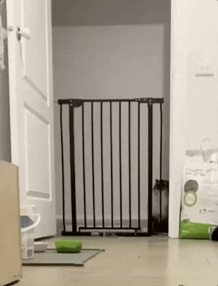 cat jumping over gate