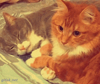 Cats Hugging GIF