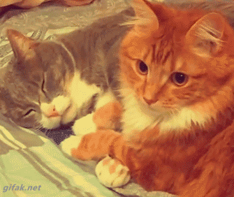 Cats Hugging GIF - Find & Share on GIPHY