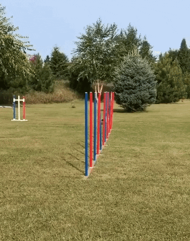 WoofWell GIF