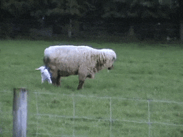 sheep GIF