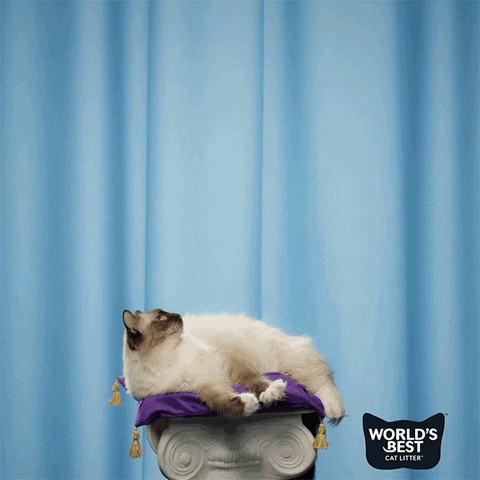 Happy Birthday Love GIF by Worlds Best Cat Litter