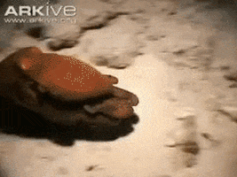 octopus disappear GIF