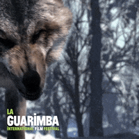 Angry Watch Out GIF by La Guarimba Film Festival