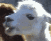 [Image: 200w.gif?cid=82a1493b3d1l3ykes1c5m1sqt0d...d=200w.gif]
