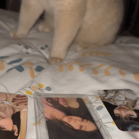 Cat Jennie GIF