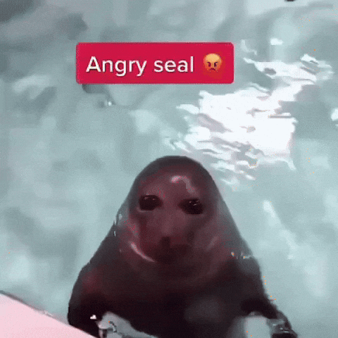 Angry Seal GIF