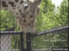 giraffe buy GIF