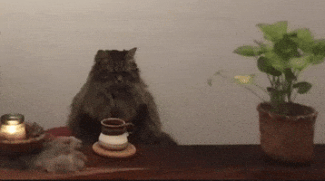 Cat Tea GIF