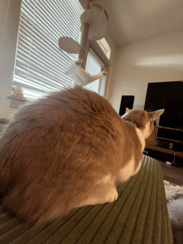 Cat Orange GIF