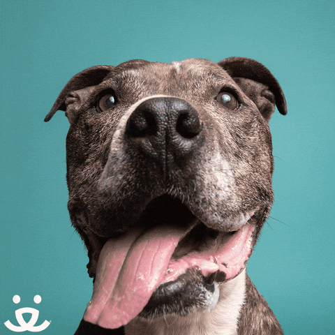 Happy Dog GIF by Best Friends Animal Society