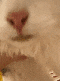 Among-us-cat GIFs - Get the best GIF on GIPHY