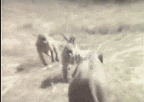 Wildlife gif. Two monkeys jump on the back of a boar before we cut to a tribe of hunters chasing them. Then the boar sprints away through the brush as the monkeys cling to its back.