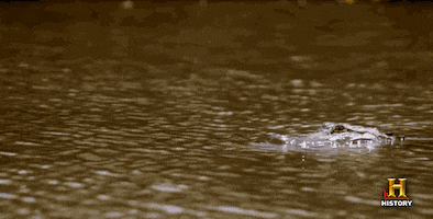 alligator gator GIF by Swamp People
