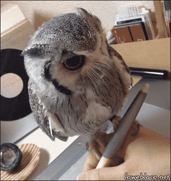 Hand Owl GIF