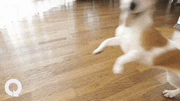 Mortgage Dancing Dog GIF by Quillo_Mortgage