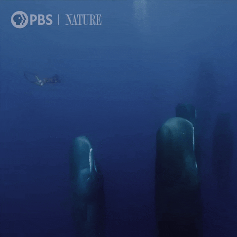 Ocean Explore GIF by Nature on PBS