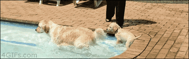 Animals Cute animated GIF