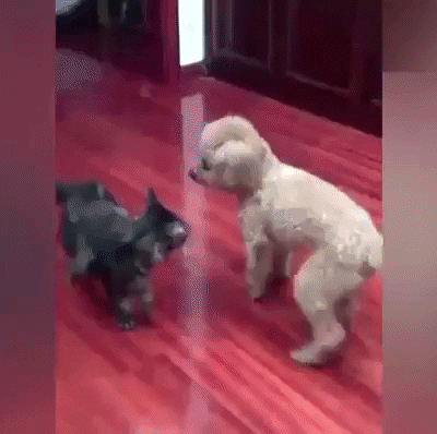 Download Funny Cats And Dogs Gif | PNG & GIF BASE
