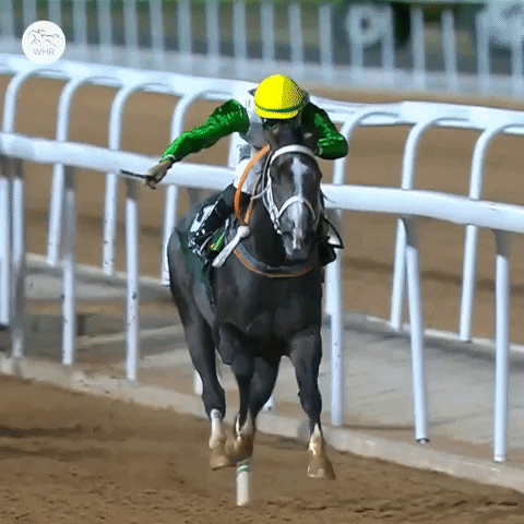 Happy Saudi Arabia GIF by World Horse Racing