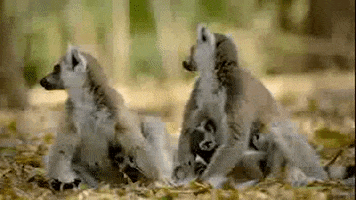 Family Cute Animals GIF by PBS