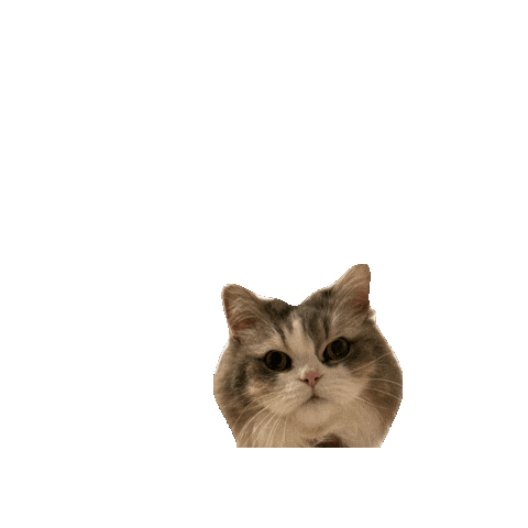 Cat Peaking Sticker by Meta Meow