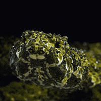 Slither Pit Viper GIF by San Diego Zoo