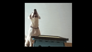 Excited Jack Russell GIF by WoofWaggers