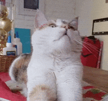 Kuki GIF