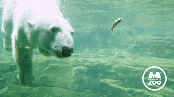 Hungry Polar Bear GIF by Memphis Zoo