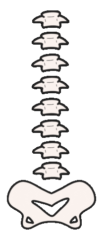 Momentum Chiro PDX Sticker