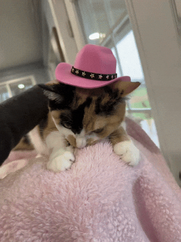 Cat GIF