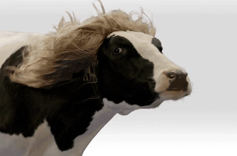 Hair Wind GIF - Find & Share on GIPHY